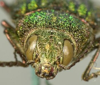 Media type: image;   Entomology 2673 Aspect: head frontal view